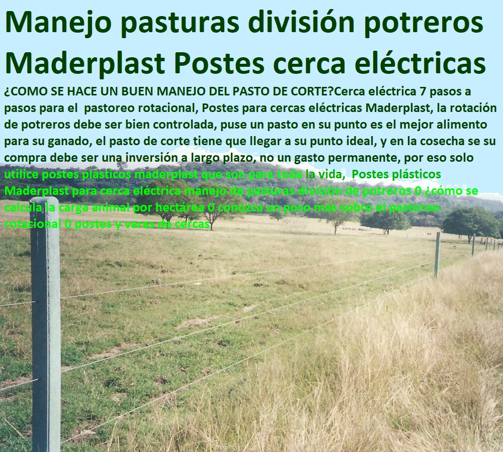 Postes plásticos Maderplast para cerca eléctrica manejo de pasturas división de potreros 0 ¿cómo se calcula la carga animal por hectárea 0 conozca un poco más sobre el pastoreo rotacional 0 postes y varas de cercas Postes plásticos Maderplast para cerca eléctrica manejo de pasturas división de potreros 0 ¿cómo se calcula la carga animal por hectárea 0 conozca un poco más sobre el pastoreo rotacional 0 postes y varas de cercas Postes plásticos Maderplast para cerca eléctrica manejo de pasturas división de potreros 0 ¿cómo se calcula la carga animal por hectárea 0 conozca un poco más sobre el pastoreo rotacional 0 postes y varas de cercas